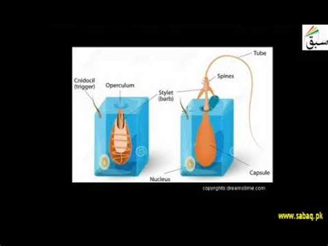 Digestion in Hydra | Swap Education - YouTube
