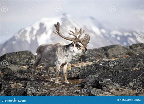 Arctic Reindeer Stock Photo Image Of Snow Arctic Nature 14475960