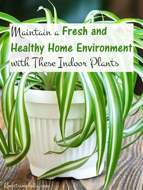 Maintain A Fresh And Healthy Home Environment With These Indoor Plants