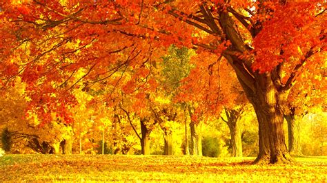 Autumn Peace Landscape Widescreen Color Forest Tree