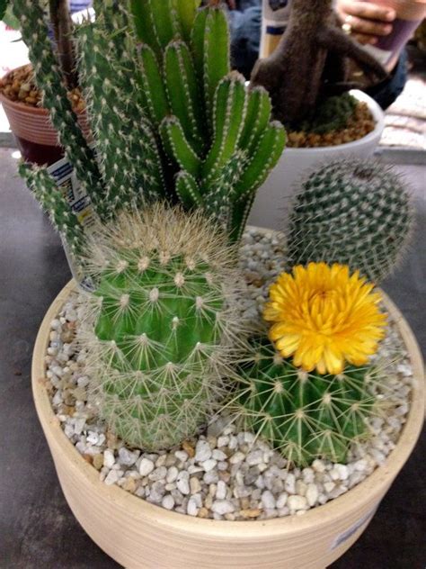 There is something so odd about a cactus plant that it is. Live Cactus Succulent Arrangement 8 Pot Live by ...
