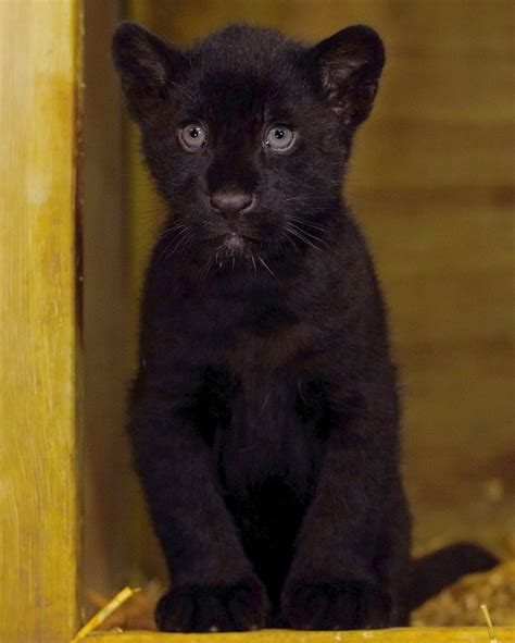 Ce Magnifique Bébé Jaguar Noir Est Né Dans Un Sanctuaire Britannique Dédié Aux Grands Félins