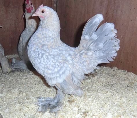 Booted Bantam For Sale Chickens Breed Information Omlet