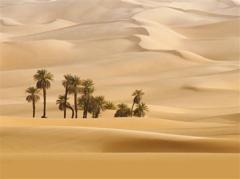 Desktop Wallpaper Landscape Desert Palm Trees Hd Image Picture