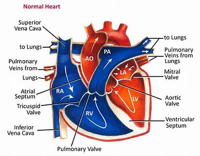 Flow Blood Heart Anatomy Normal Chambers Pediatric