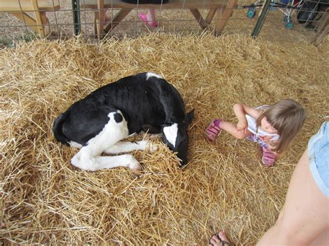 The solidarity with animals by showing compassion towards their suffering is becoming a. Farm Theme Summary | Still Playing School