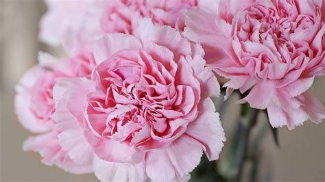 Light Pink Carnations Flower Mac Wallpaper Download