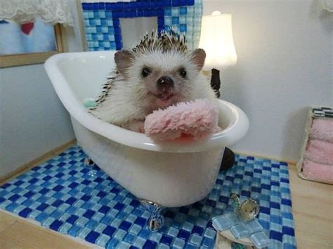 Baby african pygmy hedgehogs taking their first bath. Do Hedgehogs Smell?﻿ - HEDGEHOG