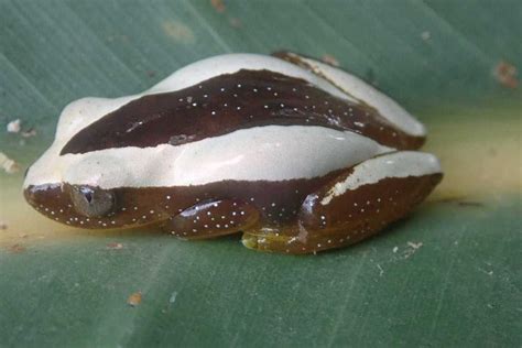 Fornasinis Spiny Reed Frog From Jakkalsbessie Malelane South Africa