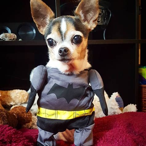 Voici 27 Idées De Costumes Halloween Pour Votre Chihuahua Parce Que