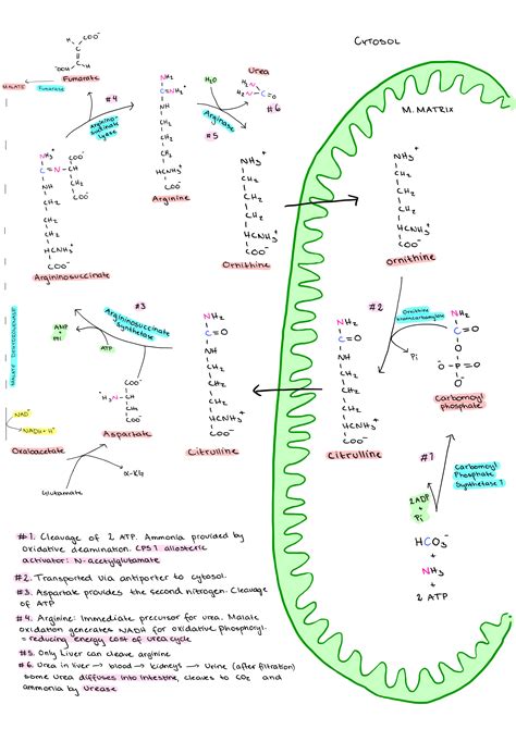 Drawing Of Urea Cycle Ureacycle Biochemistry Medicalstudent