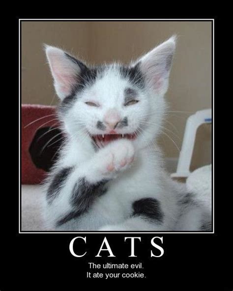 Funny Posters Of Cats Cats A Demotivational Poster From De