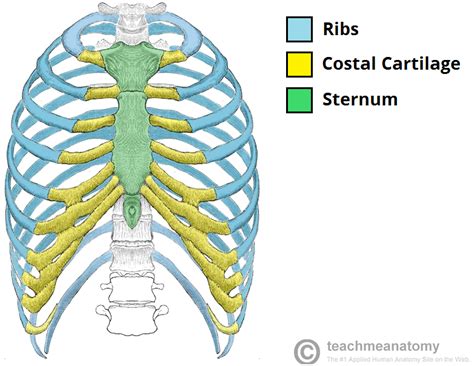 The Ribs Structure Articulations Fracture Costal Cartilage Ribs