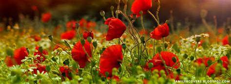 My India Fb Covers Red Poppies Field Flower Fb Cover