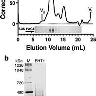 Characterization Of Purified Eht A Size Exclusion Chromatogram Of