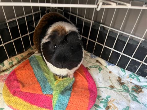 2 Female Guinea Pigs With Everything Needed Small Animals For