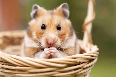 50 Unique Hamster Facts That Are Just So Adorable