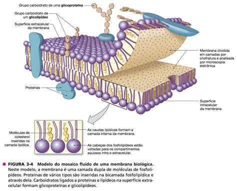 Modelo Do Mosaico Fluido De Uma Membrana Biologica