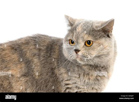 Blue Cream British Shorthair Domestic Cat Female Against White