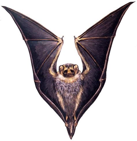 Species Of Bats Bat Species Bat Photos Bat