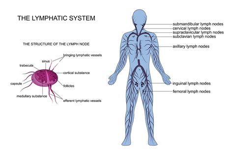 Anti Aging Effects Of Lymphatic Drainage Electrolysis By Shelly