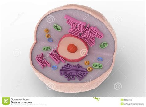 Human Cell Anatomy Structure Isolated On White Background 3d Rendered