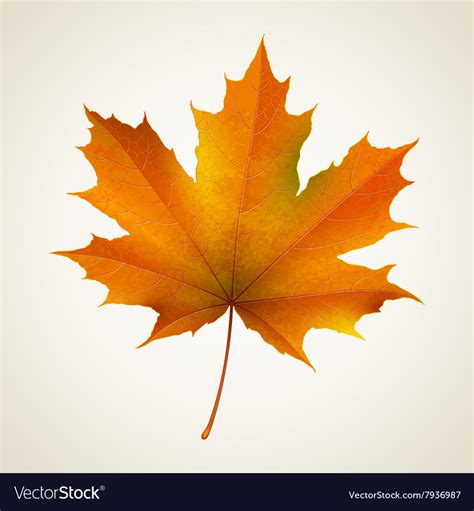 Single Autumn Maple Leaf Royalty Free Vector Image