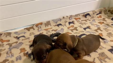 Dachshund Puppies Learn To Play Youtube
