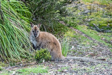 Best Places To See Wildlife In Tasmania Happiest Outdoors