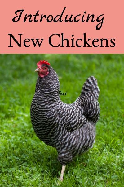 Introducing New Chickens To Your Flock 8 Steps To Success