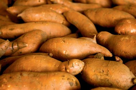 I've heard it's good for people who are not used to eating yakiimo. Pure Sweetness: Facts about Sweet Potatoes | Farm Flavor