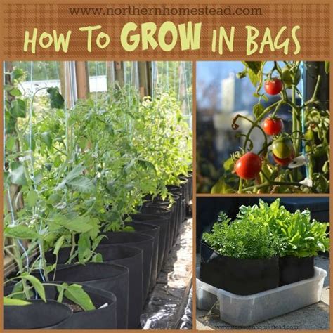 How To Grow In Grow Bags Container Gardening Vegetables Growing
