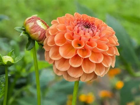 Ultimate Guide To Dahlia Flower Meaning And Symbolism Petal 58 Off