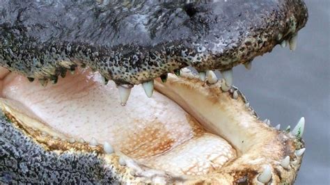 South Florida Officers Find 2 Alligators Eating Human Body
