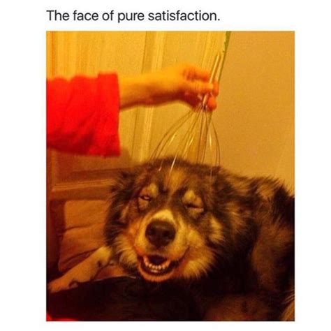 The Face Of Pure Satisfaction Funny