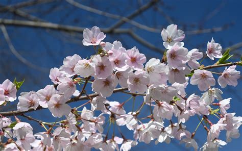 Download Wallpaper 3840x2400 Sakura Flowers Petals Branch Spring 4k