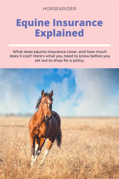 Equine Insurance Explained | Horse life, Equines, Horses