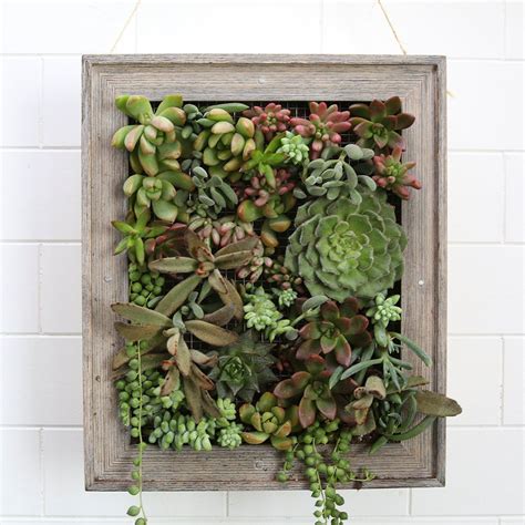 Its Honestly So Easy To Make This Hanging Succulent Garden Jardins