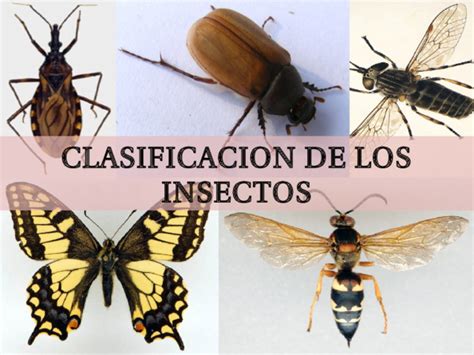 Clasificacion De Los Insectos Pdf Dinami