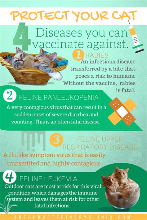 Protect Your Cat 4 Diseases You Can Vaccinate Against North