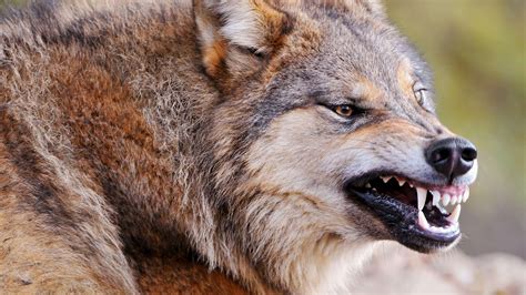 Animal Wolf With Anger Face 4k Hd Animals Wallpapers Hd