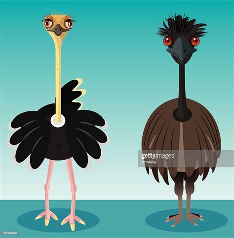 Ostrich And Emu High Res Vector Graphic Getty Images