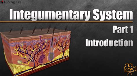 Integumentary System In 9 Minutes Part 1 Of 3 Youtube
