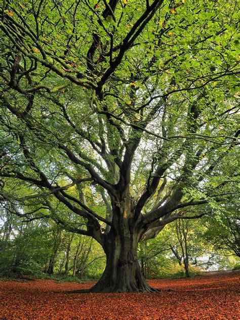 Big Old Beech Magical Tree Tree Photography Old Trees