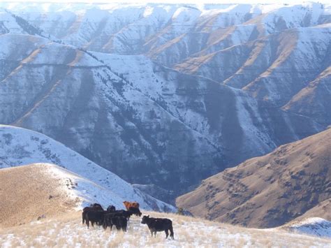 Apr 15, 2019 · foxtail is a summer annual grass, meaning it grows from seed in the spring and dies in the fall. Grass-Fed, Grass-Finished Beef— Mountain Beef ...