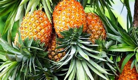 Check spelling or type a new query. Budidaya Buah Nanas - BUDIDAYAKU