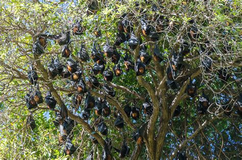 Black Flying Fox Roost Stock Image C0494191 Science Photo Library