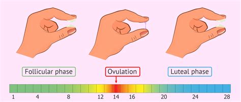 Cervical Mucus Changes During Ovulation Fertility Family Australia