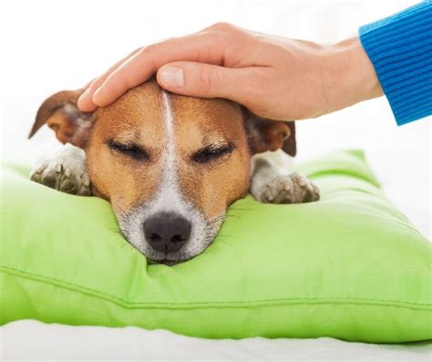 ¿cómo Saber Si Mi Perro Tiene Dolor Fisioterapiaviva