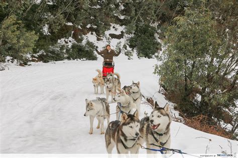 This Ski Resort In Melbourne Has A Siberian Husky Sled Ride
